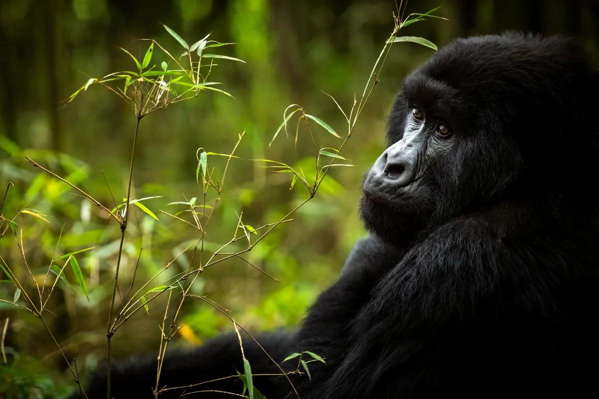 7 Days Rwanda Gorillas Wildlife Safari Experience