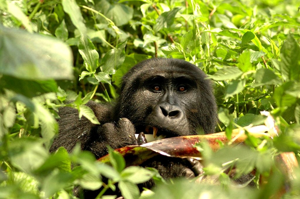 10 Days Classic Uganda Gorilla Trekking Big Five Safari