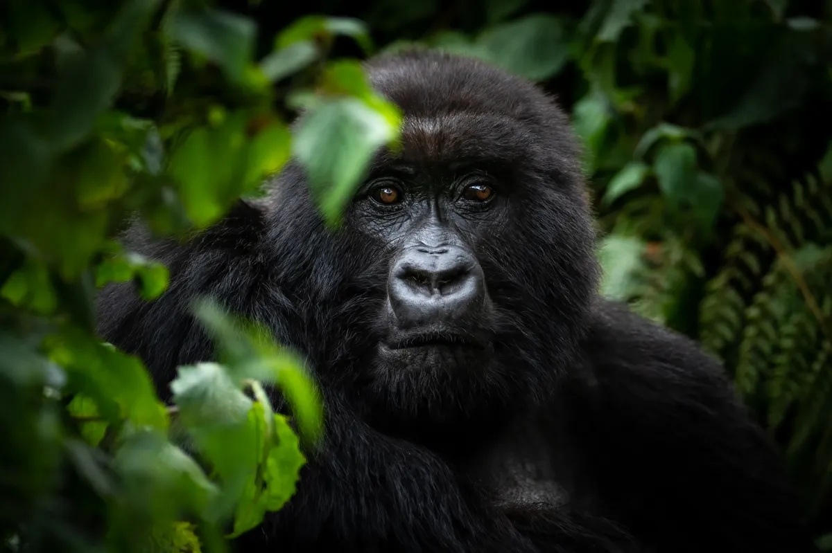 8 Days Uganda Wildlife Gorilla Trekking Safari